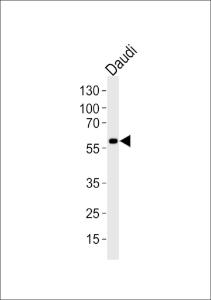 Anti-CHRNA9 Rabbit Polyclonal Antibody