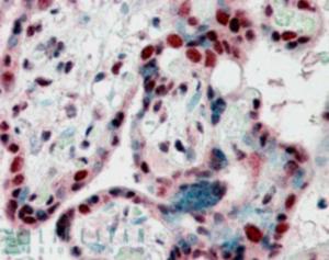 EB06959 (2.5 µg/ml) staining of paraffin embedded Human Placenta. Steamed antigen retrieval with citrate buffer pH 6, AP-staining.