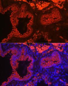 Antibody A308287-100 100 µl