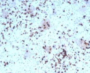 Immunohistochemical analysis of formalin-fixed, paraffin-embedded human tonsil tissue using Anti-Granzyme B Antibody [rGZMB/4538]