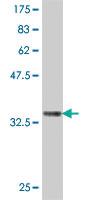 Anti-SST Mouse Polyclonal Antibody