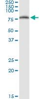 Anti-ICAM1 Polyclonal Antibody Pair