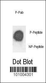 Anti-FXYD Domain-containing Ion Transport Regulator 1 Rabbit Polyclonal Antibody (APC (Allophycocyanin))