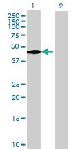 Anti-SURF6 Mouse Polyclonal Antibody