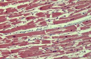 Anti-TNFSF15 Rabbit Polyclonal Antibody