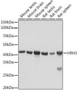 Western blot analysis of extracts of various cell lines, using Anti-HRH3 / H3R Antibody [ARC2016] (A307273) at 1:1,000 dilution. The secondary antibody was Goat Anti-Rabbit IgG H&L Antibody (HRP) at 1:10,000 dilution.