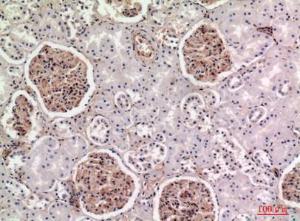 Immunohistochemical analysis of paraffin-embedded human kidney using Anti-BST2 Antibody