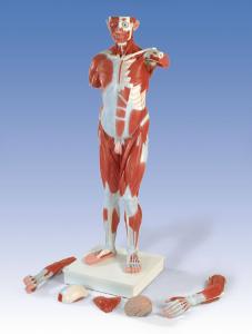 Life size male muscular figure, 37 part