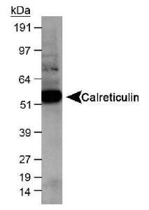 Anti-HPx2 Mouse Monoclonal Antibody [clone: HIC0-1C10]