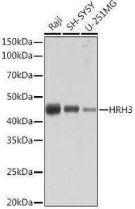 Western blot analysis of extracts of various cell lines, using Anti-HRH3 / H3R Antibody [ARC2016] (A307273) at 1:1,000 dilution. The secondary antibody was Goat Anti-Rabbit IgG H&L Antibody (HRP) at 1:10,000 dilution.