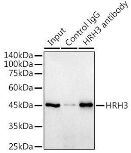 Immunoprecipitation analysis of 300µg extracts of Raji cells using 3µg of Anti-HRH3 / H3R Antibody [ARC2016] (A307273). This Western blot was performed on the immunoprecipitate using Anti-HRH3 / H3R Antibody [ARC2016] (A307273) at a dilution of 1:1000.