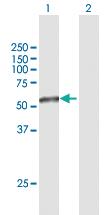 Anti-TAPBPL Mouse Polyclonal Antibody