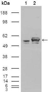 Anti-CALR Mouse Monoclonal Antibody [clone: 1G6A7]