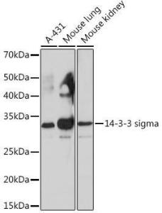 Antibody A307274-100 100 µl