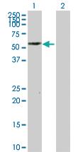 Anti-PTRF Rabbit Polyclonal Antibody