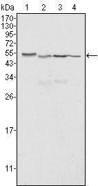 Anti-CALR Mouse Monoclonal Antibody [clone: 1G6A7]