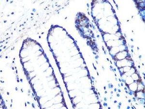 Antibody A307274-100 100 µl