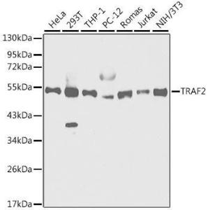 Western blot analysis of extracts of various cell lines, using Anti-TRAF2 Antibody (A12723) at 1:1,000 dilution. The secondary antibody was Goat Anti-Rabbit IgG H&L Antibody (HRP) at 1:10,000 dilution.