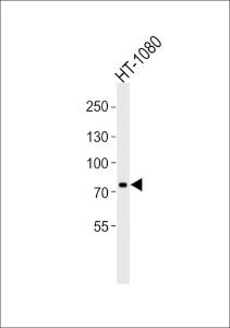 Anti-UIMC1 Rabbit Polyclonal Antibody