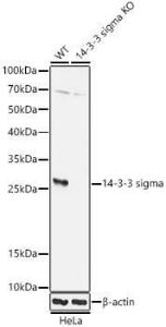 Western blot analysis of extracts from wild type(WT) and 14-3-3 sigma knockout (KO) HeLa(KO) cells, using Anti-14-3-3 sigma/SFN Antibody (A307275) at 1:1,000 dilution