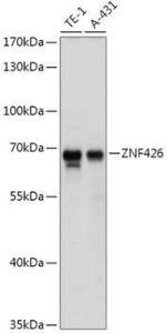 Western blot analysis of extracts of various cell lines, using Anti-ZNF426 Antibody (A308289) at 1:1,000 dilution