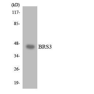 Western blot analysis of the lysates from HT 29 cells using Anti-BRS3 Antibody