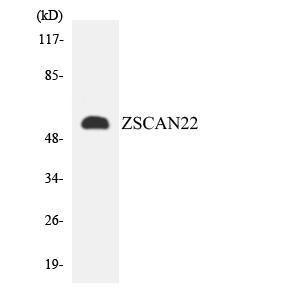 Anti-ZNF50 Rabbit Polyclonal Antibody