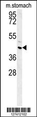 Anti-UBTD1 Rabbit Polyclonal Antibody