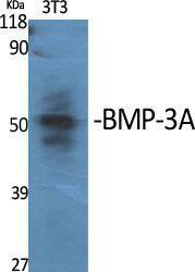 Anti-BMP3 Rabbit Polyclonal Antibody