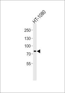 Anti-AGAP8 Rabbit Polyclonal Antibody