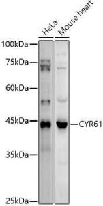 Antibody A308290-100 100 µl