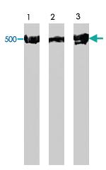 Anti-Dynein Rabbit Polyclonal Antibody