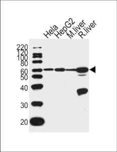 Anti-POLD2 Rabbit Polyclonal Antibody