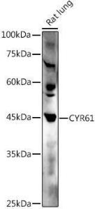 Antibody A308290-100 100 µl