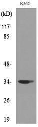 Western blot analysis of lysate from K562 cells using Anti-CDC34 Antibody