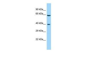 Anti-FAM172A Rabbit Polyclonal Antibody