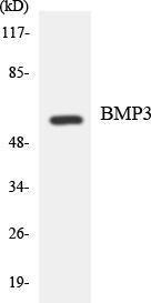 Western blot analysis of the lysates from HeLa cells using Anti-BMP3 Antibody