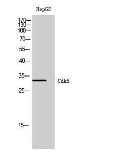 Western blot analysis of HepG2 cells using Anti-CDK5 Antibody