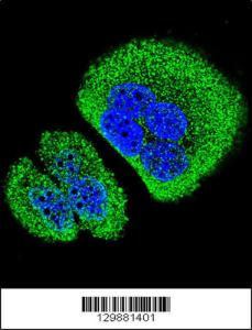 Anti-SOWAHD Rabbit Polyclonal Antibody (APC (Allophycocyanin))