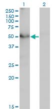 Anti-TAPBPL Mouse Monoclonal Antibody [clone: 6E3]