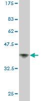 Anti-CUL2 Mouse Monoclonal Antibody [clone: 4G11]