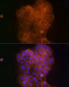 Antibody A308290-100 100 µl