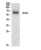 Anti-Bag3 Rabbit Polyclonal Antibody