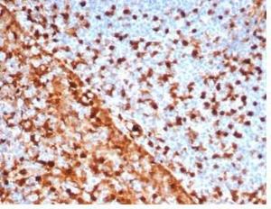 Immunohistochemical analysis of formalin-fixed, paraffin-embedded human tonsil tissue using Anti-Annexin A1 Antibody [rANXA1/6451]