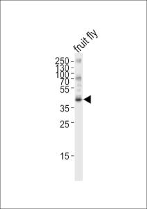 Anti-Q9VAJ2 Rabbit Polyclonal Antibody