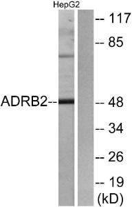 Western blot analysis of lysates from HepG2 cells using Anti-ADRB2 Antibody The right hand lane represents a negative control, where the antibody is blocked by the immunising peptide