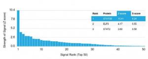 Analysis of protein array containing more than 19000 full-length human proteins using Anti-STAT5B Antibody [STAT5B/2657]