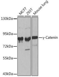 Anti-gamma Catenin Rabbit Polyclonal Antibody