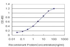 Anti-TAPBPL Mouse Monoclonal Antibody [clone: 6E3]