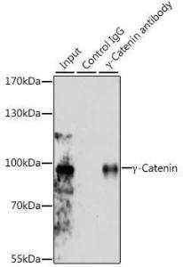 Anti-gamma Catenin Rabbit Polyclonal Antibody